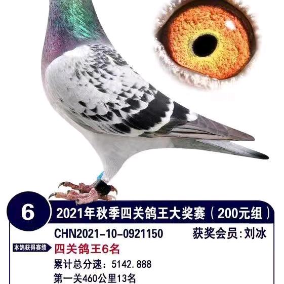 速霸鸽业