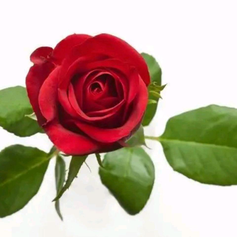 墨兰🌹