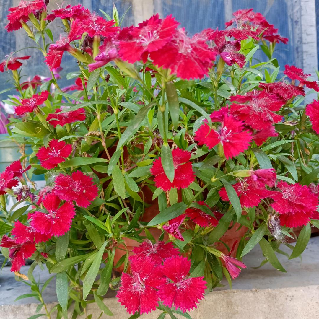 苦乐年华《拒合拍》