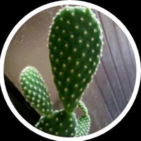 凡星🌟亓