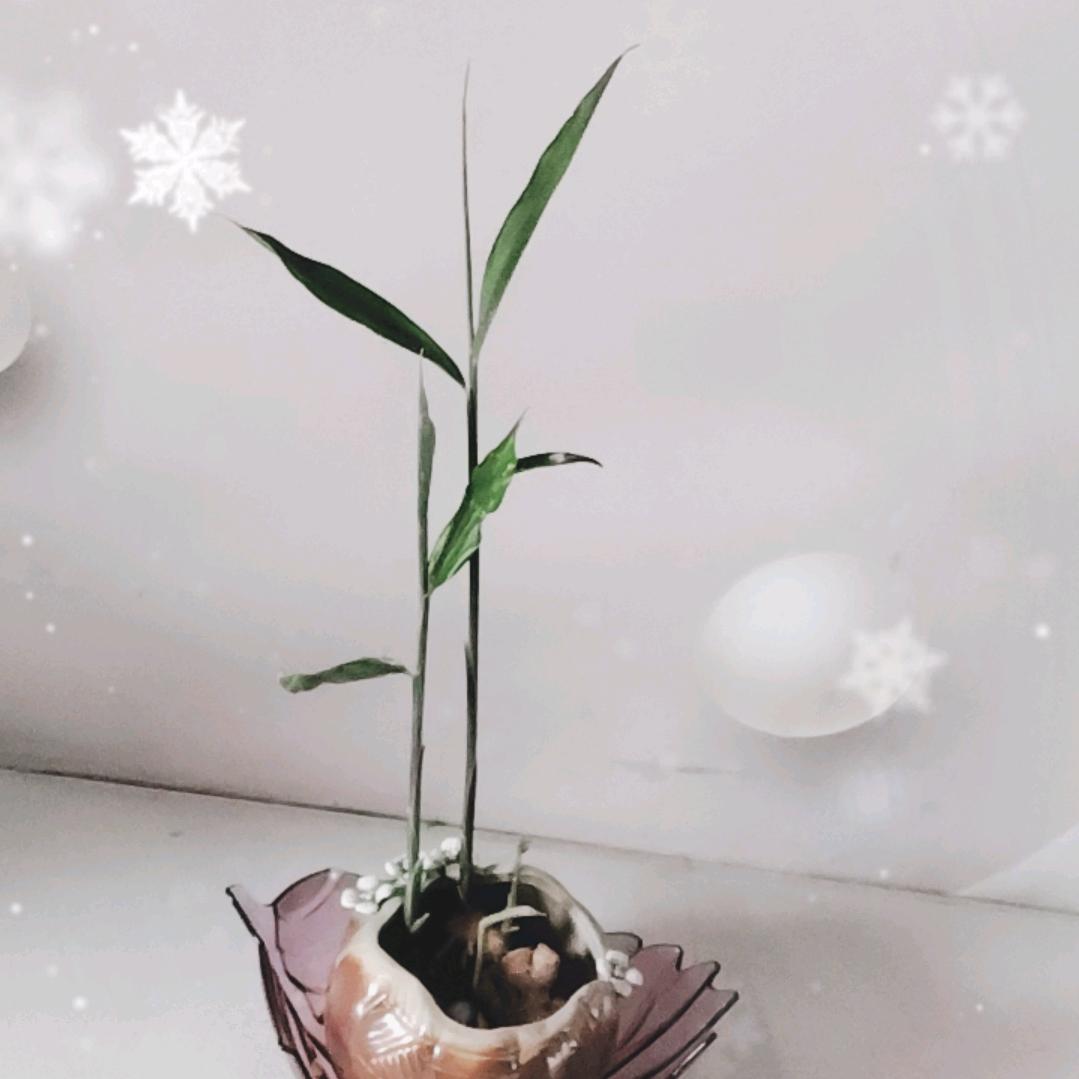 ⭐️