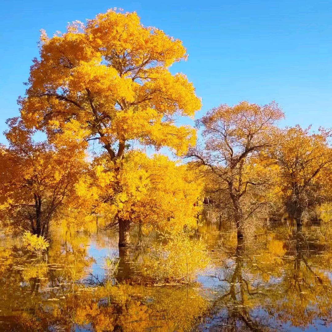 🎋蓝桉🍂