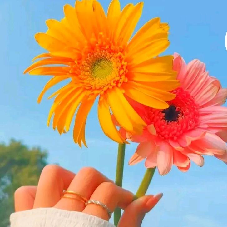 🥀এ᭄默ꦿ言ഒᩚ