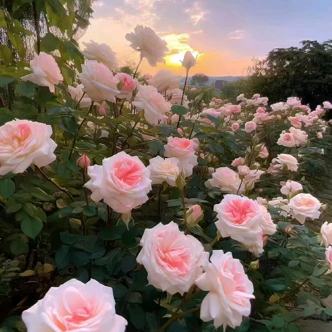 面朝大海 ！春暖花开！！