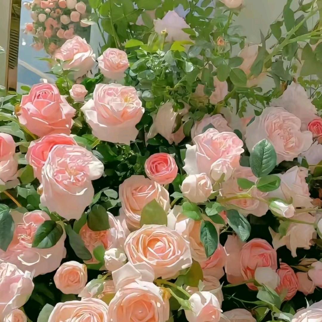 薇薇@