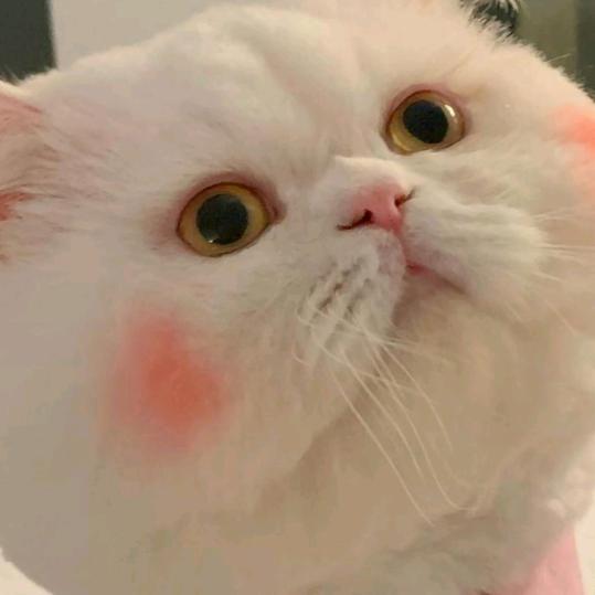 露露
