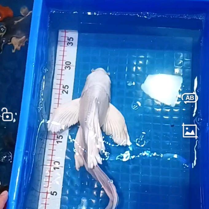 丰果锦鲤
