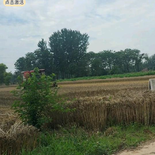 农村单身一个。