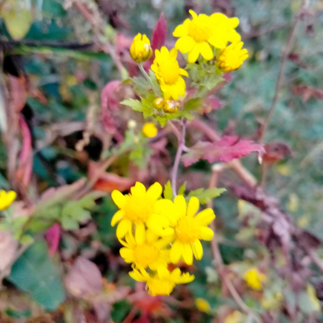 小青草
