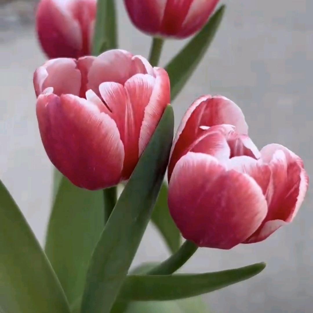 丛一
