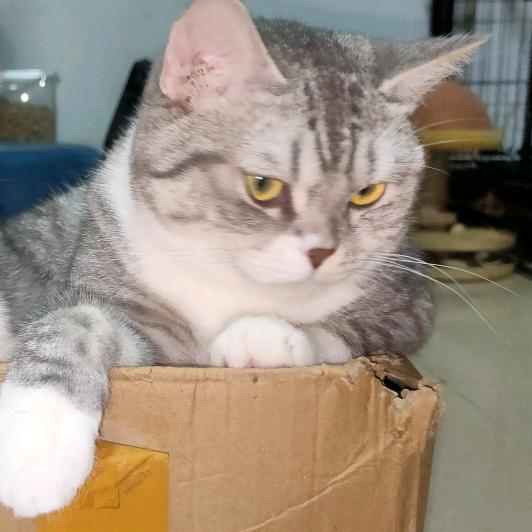 烟不乖所以哥抽烟