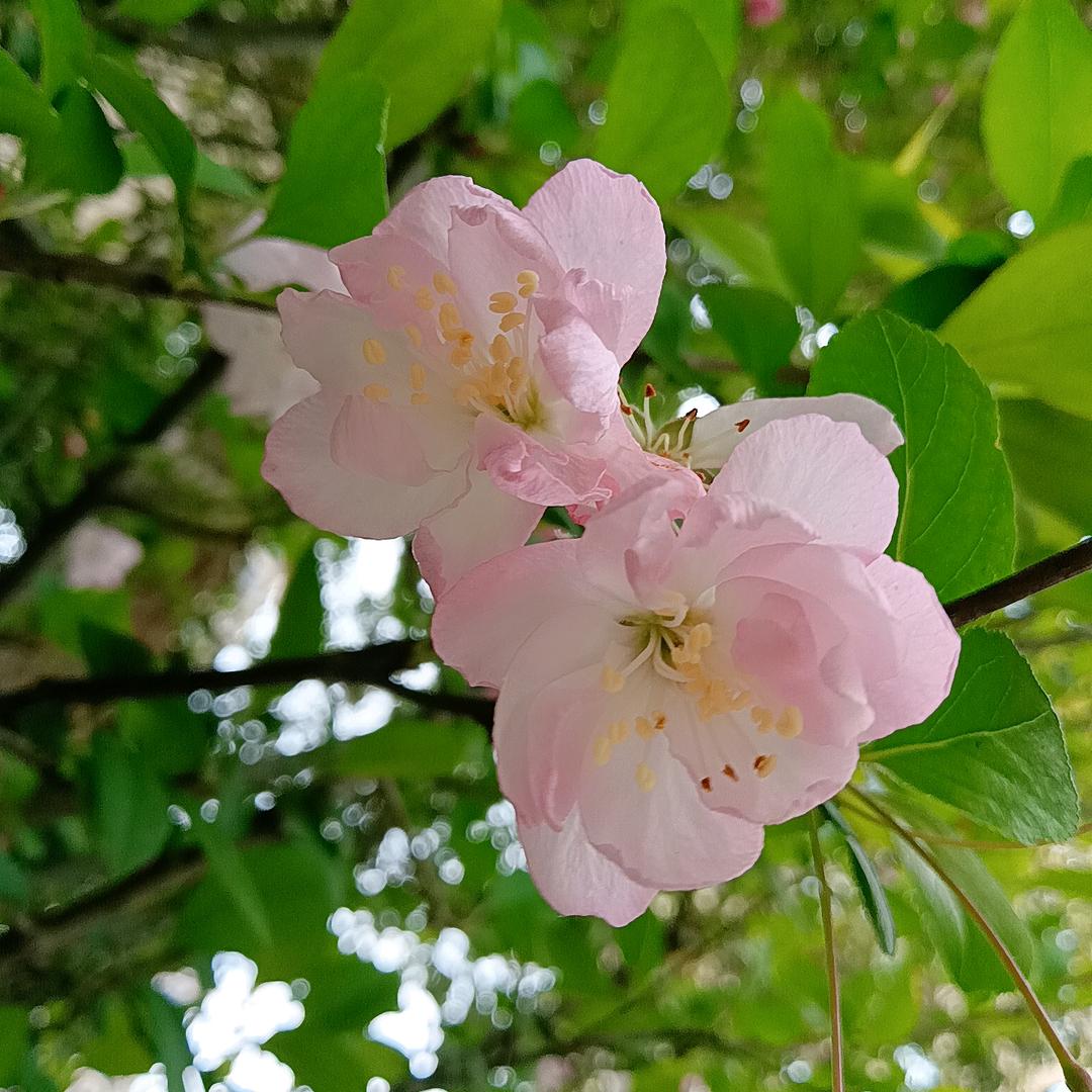 🌹黄金万两：彩虹炫美：英之百态🌹