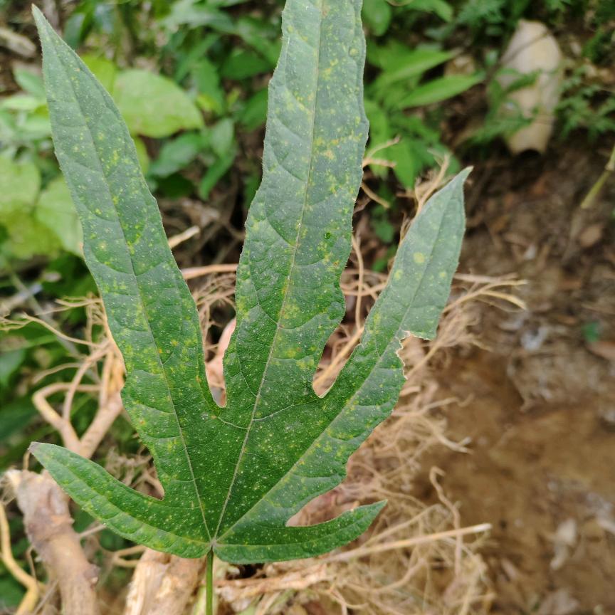 祖传👃炎膏