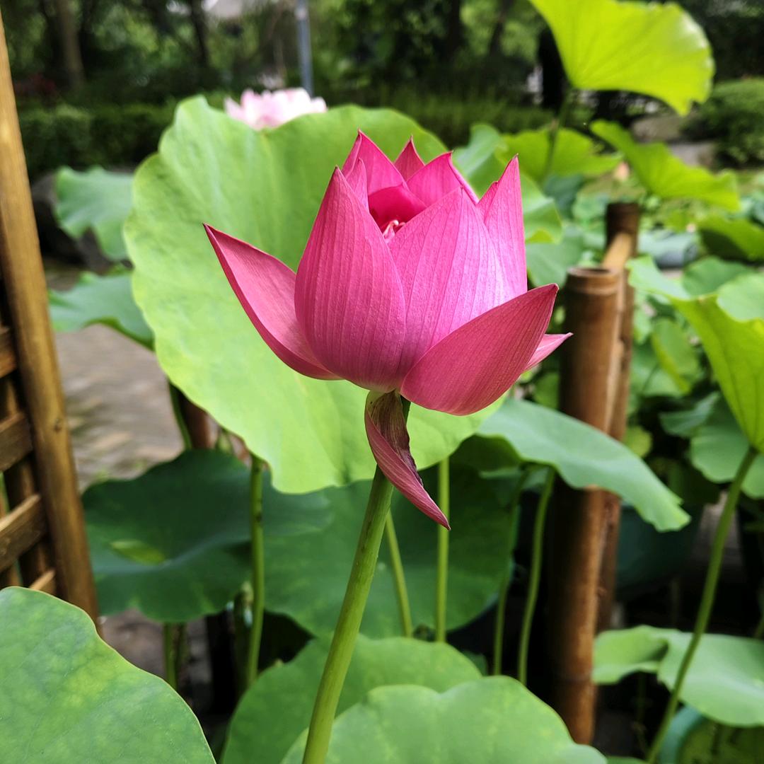 莲科九品