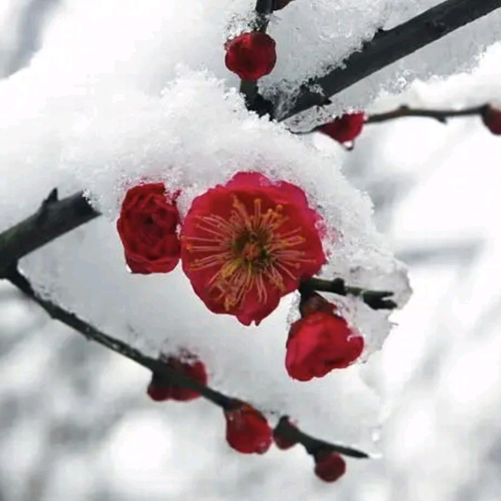 薄荷味的小清新