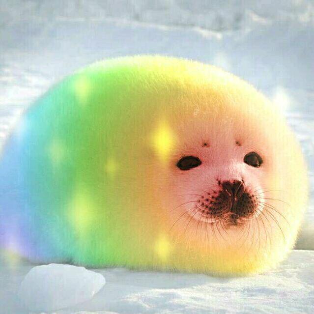 海豹豹(逆水寒手游)