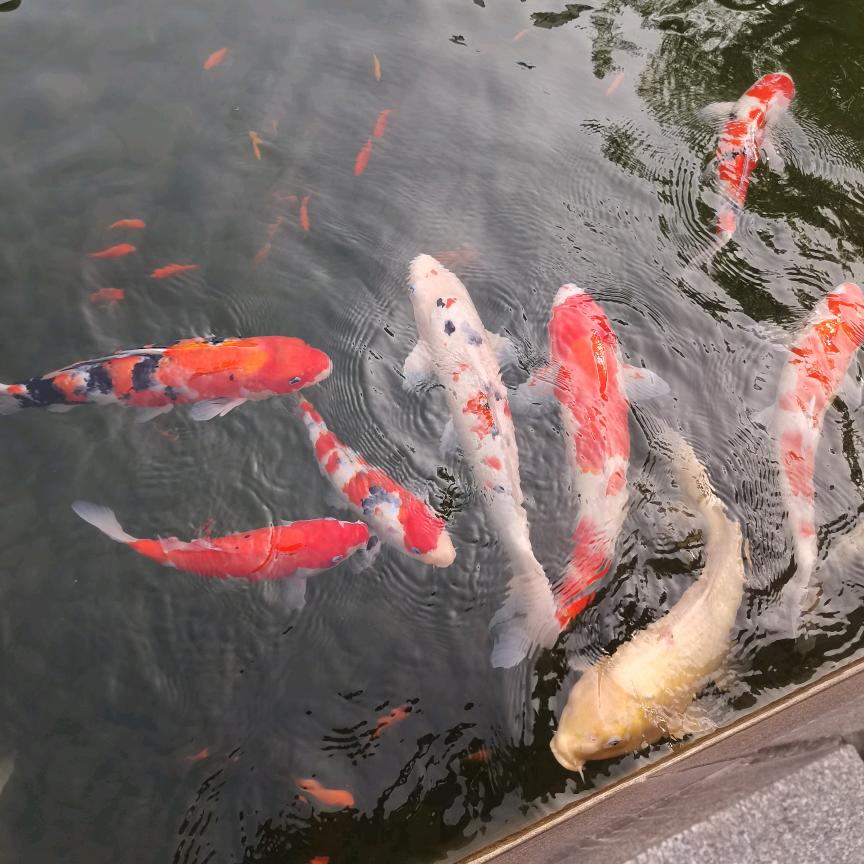 青鸟飞鱼