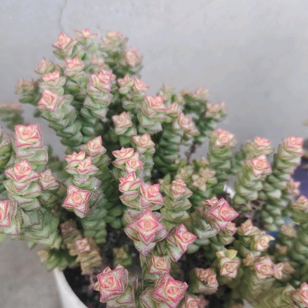 漠鹰
