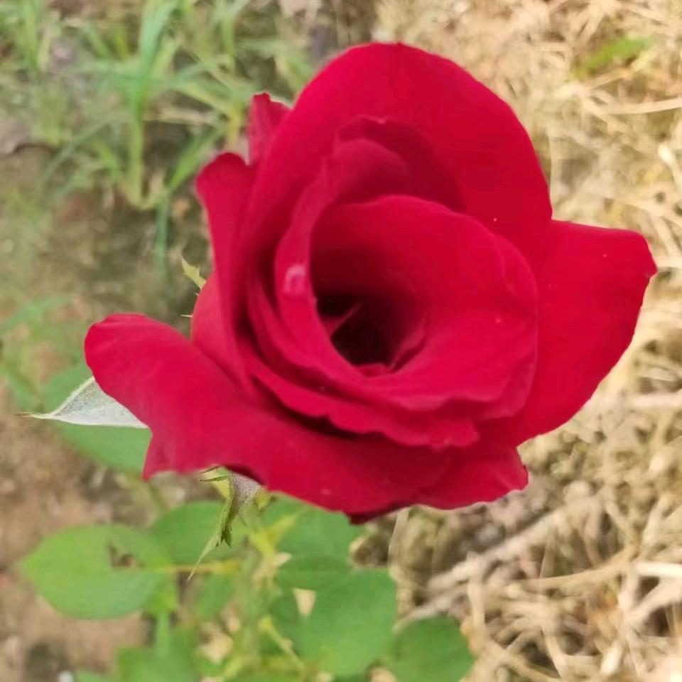 🌹专爱