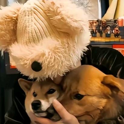 没有耳朵的兔子🐰