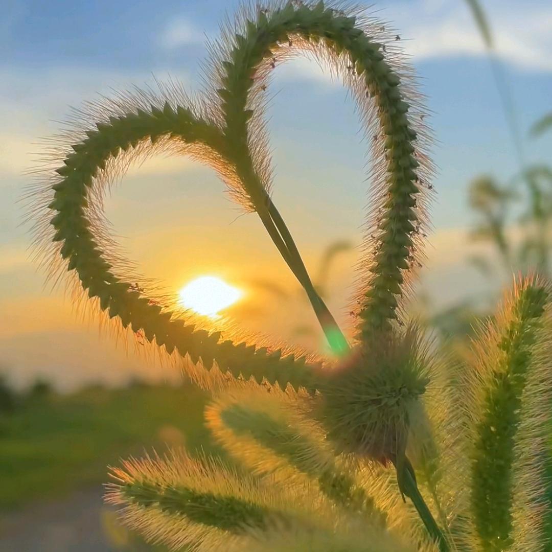 狗尾巴草