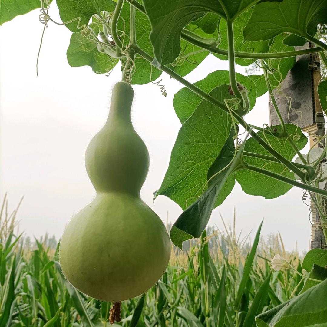 🐅·幸福绝非偶然（田 中 萌 然 心动