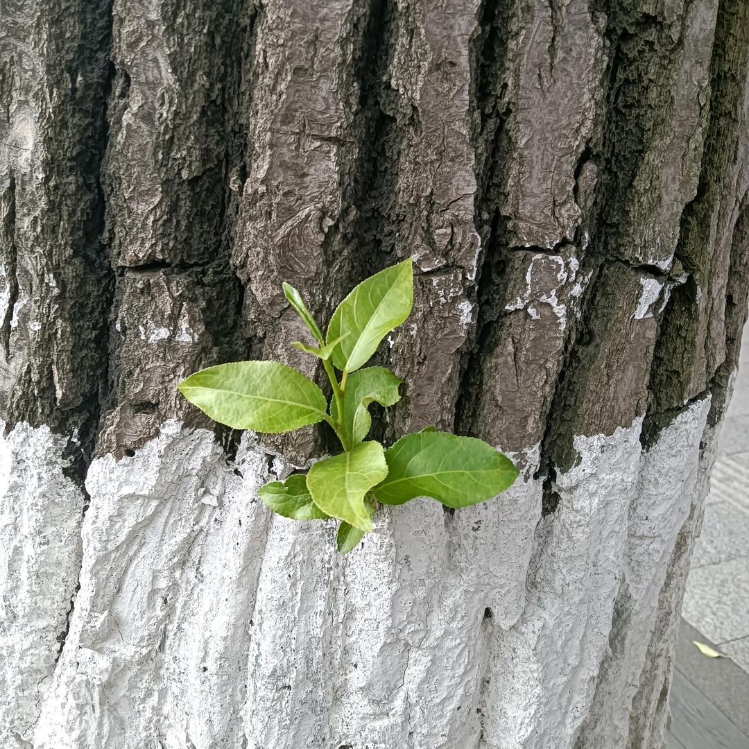 胖墩墩