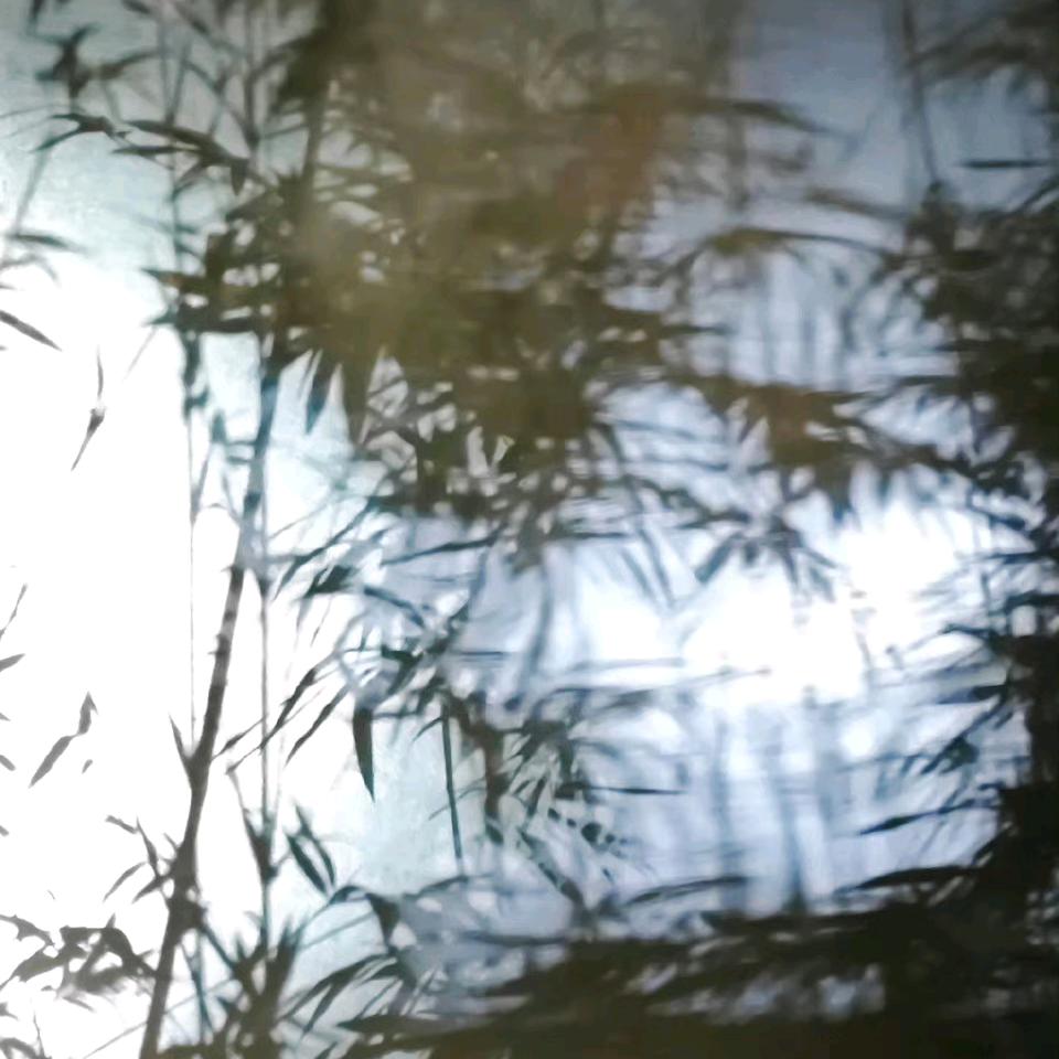 翠花一枝独秀