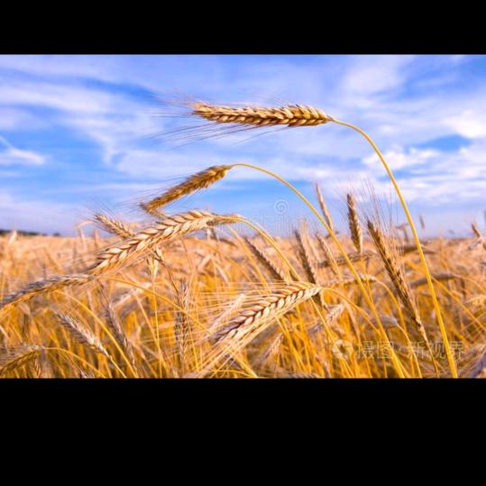 环氧磨石&艺术漆