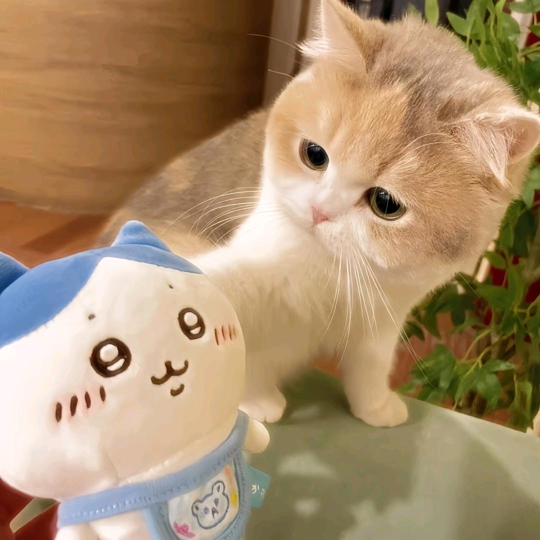 高冷的呆呆鱼🐟