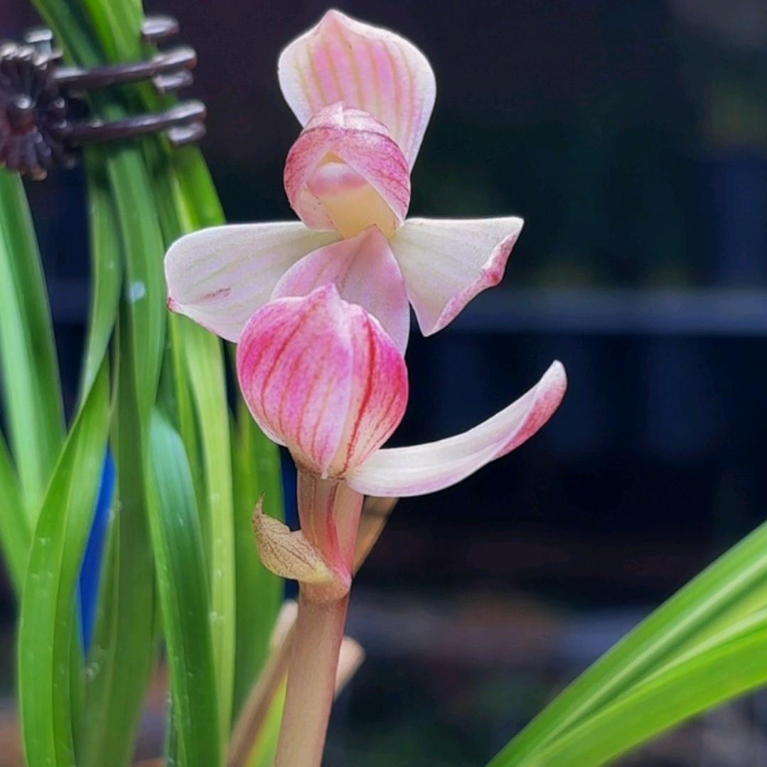🥀ᮨ小财迷