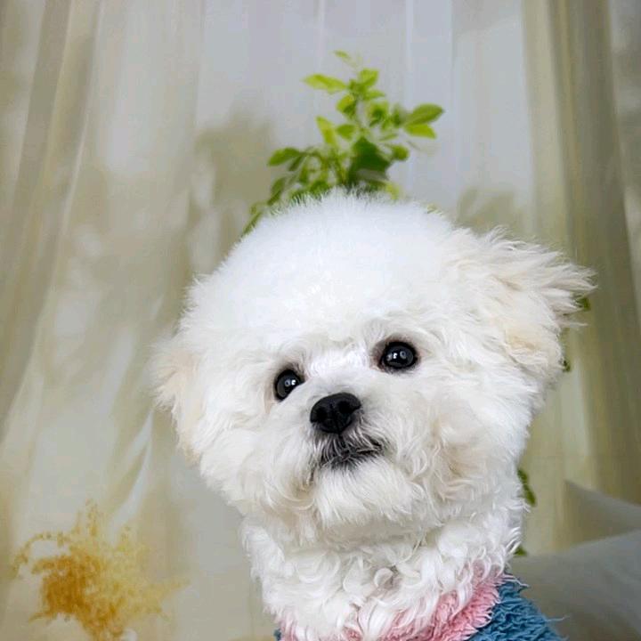 是多多吖