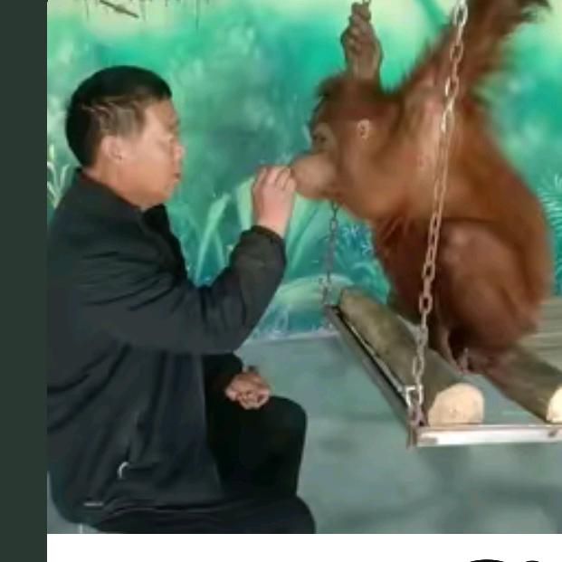 猩猩老爸