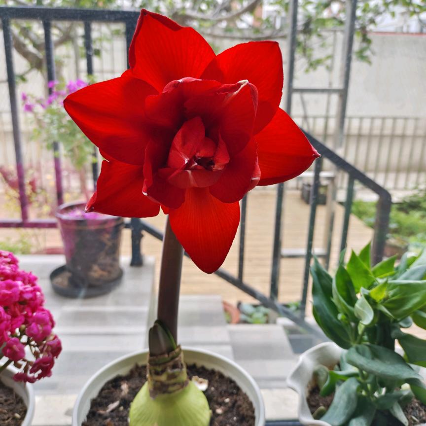 芳华似锦