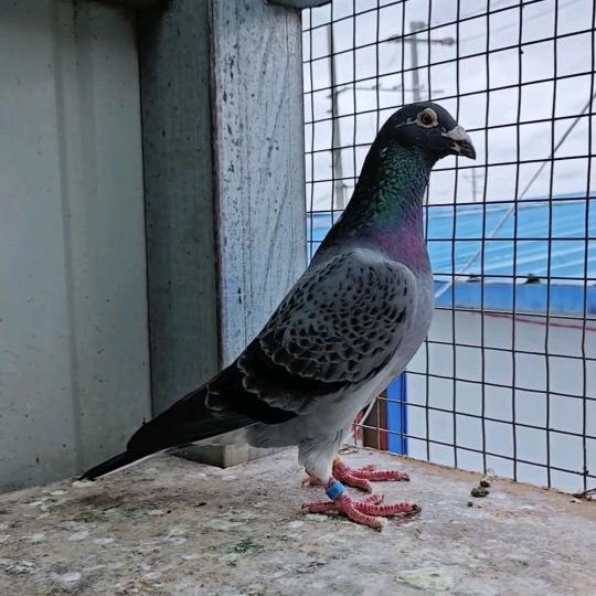 慕利门兄弟鸽舍