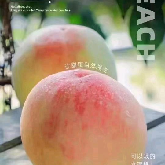 陶子姐