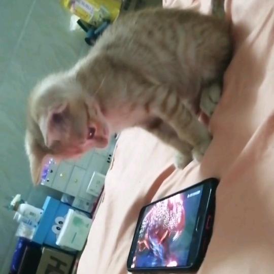 ᦦ᭄苦٭笑ᩚ无ᩚ言๓꯭࿐