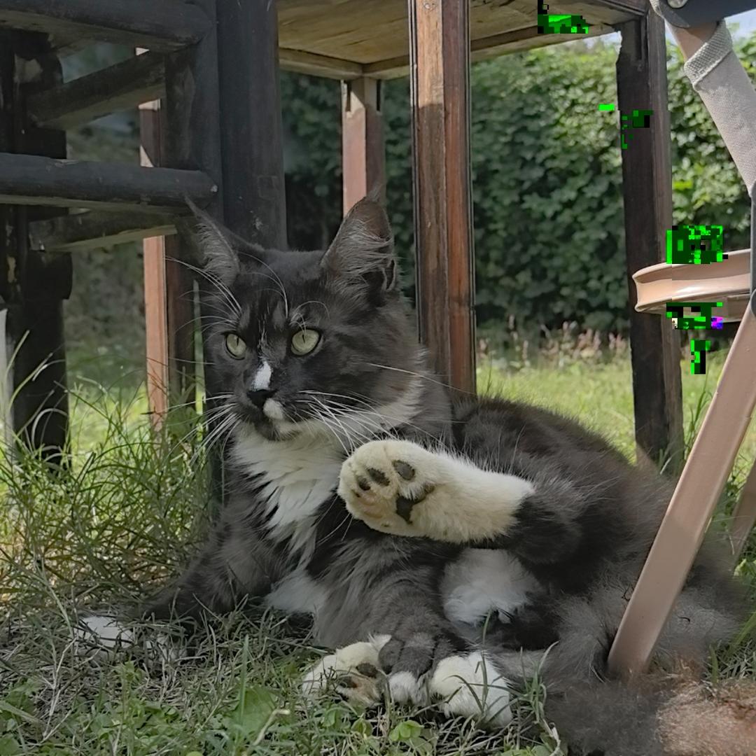 猫上班了