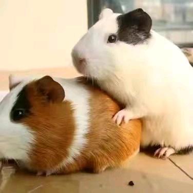 中国天眼豚鼠养殖0