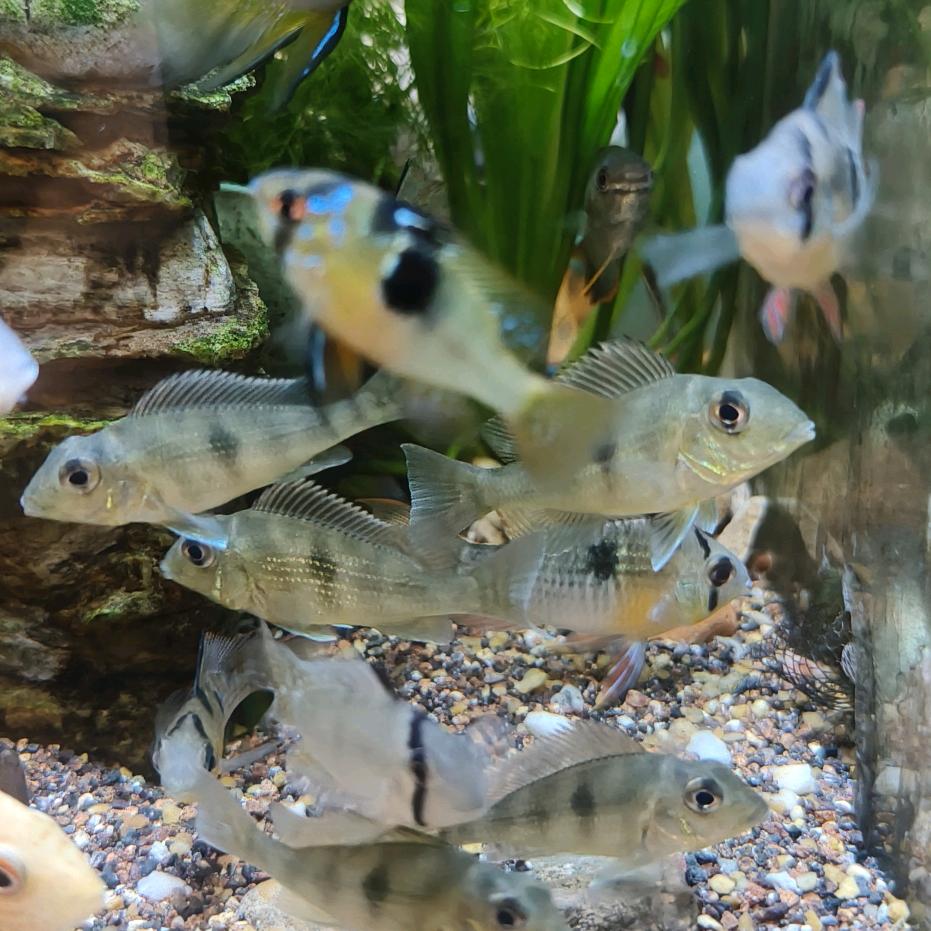木木杉小子🐟🌲🌴🌳