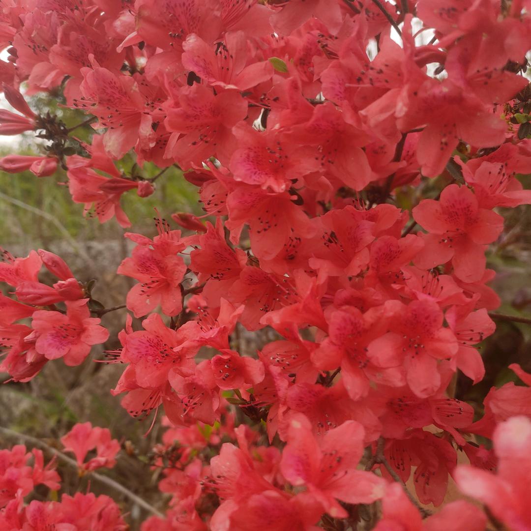 李宝义，来之不易，