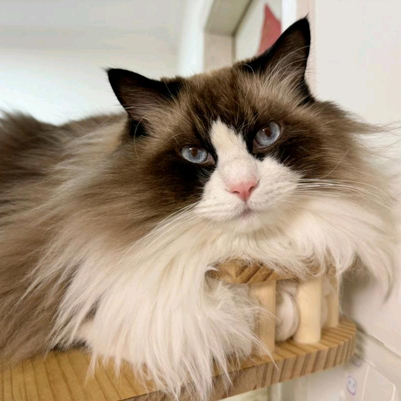 小星猫好物