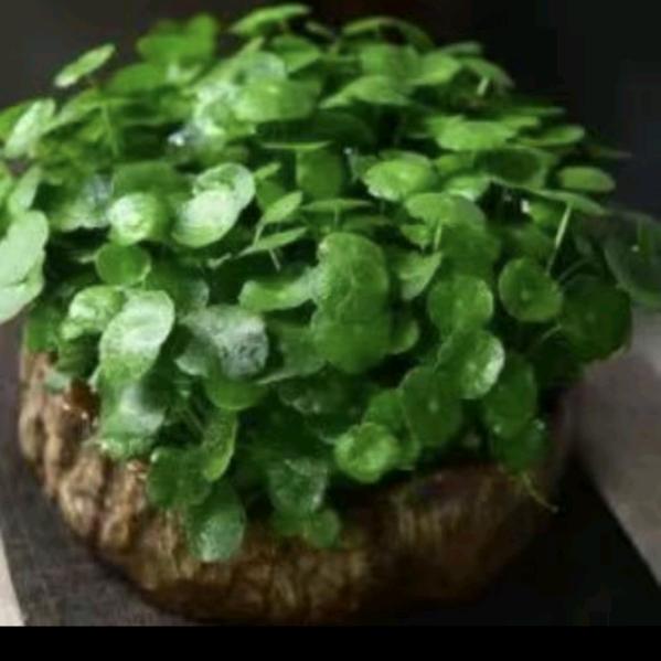 ℋღ᭄森林💞࿐