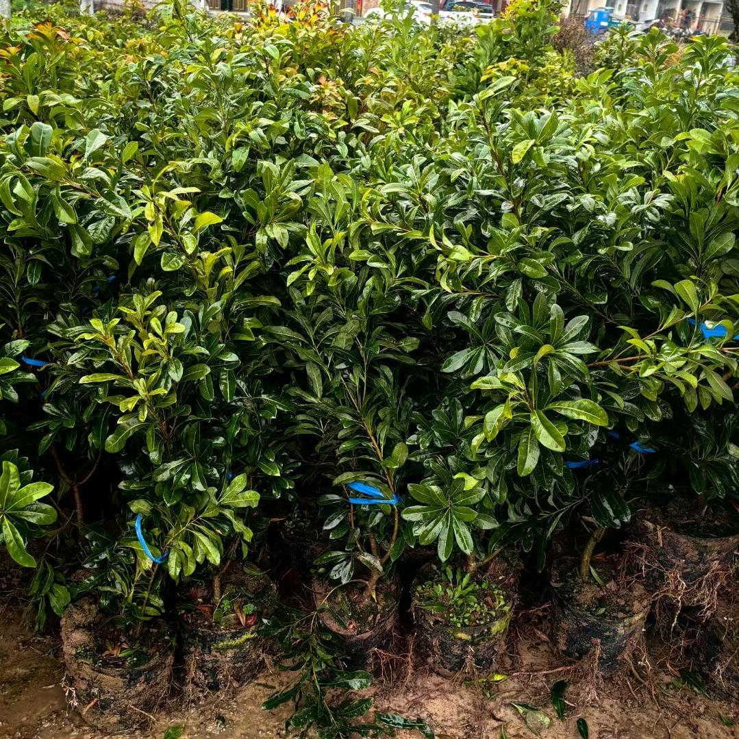 仙居生森果诚杨梅苗木基地