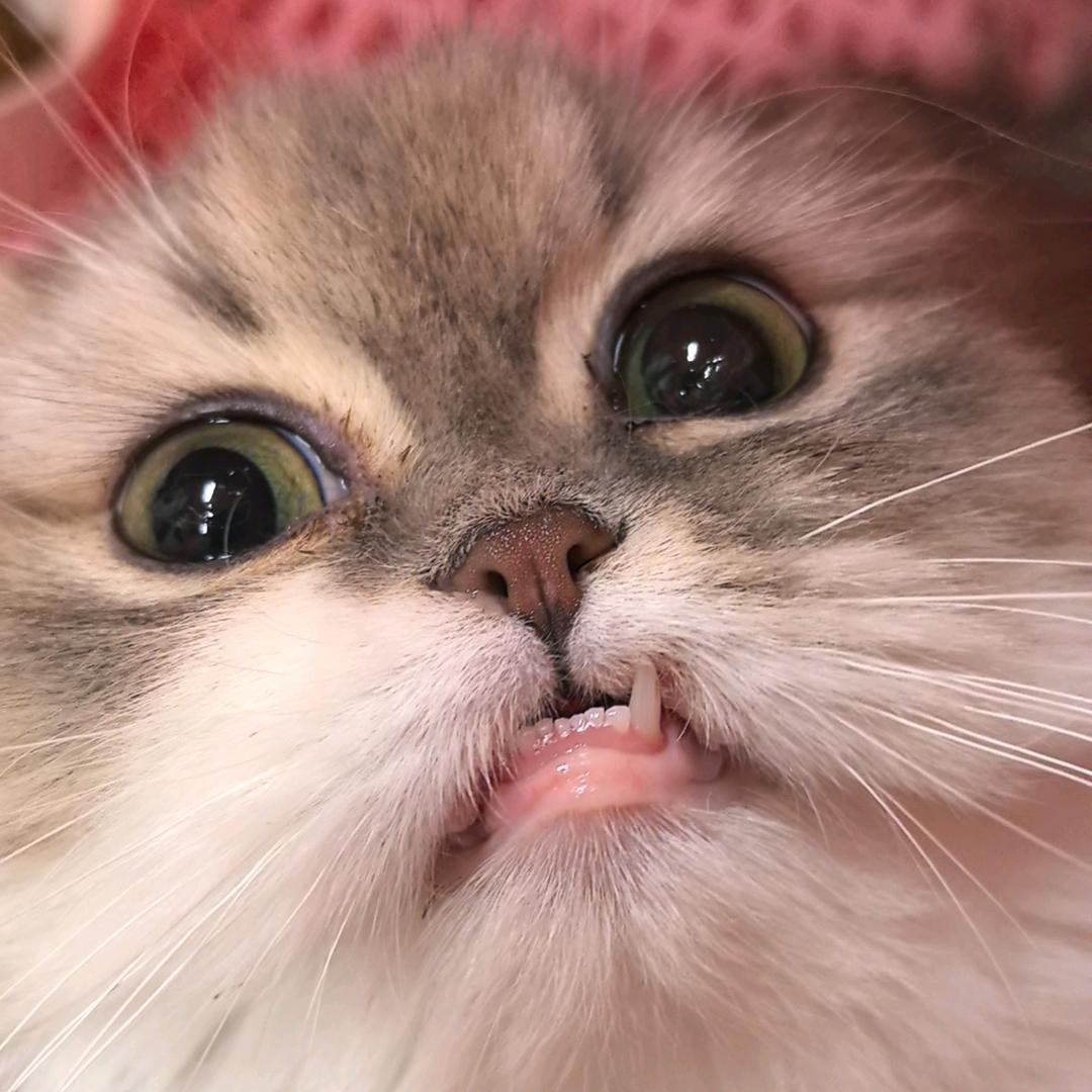爱卿猫爷爷