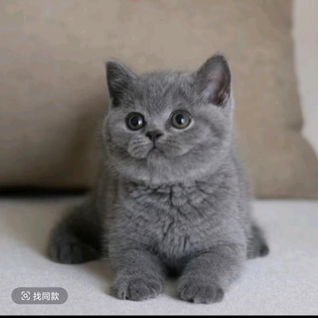 胖胖猫好物推荐号