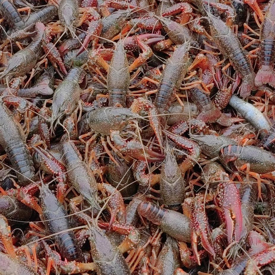 阿克苏小龙虾养殖