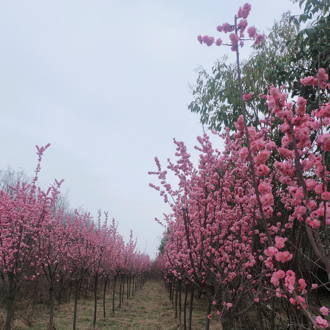 樱花树🌸