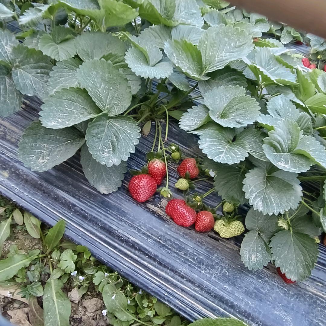 🌿🌿🌿🌿🌿🌿