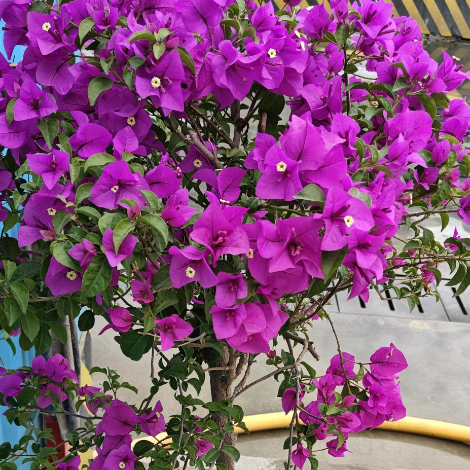 云南烧洋芋